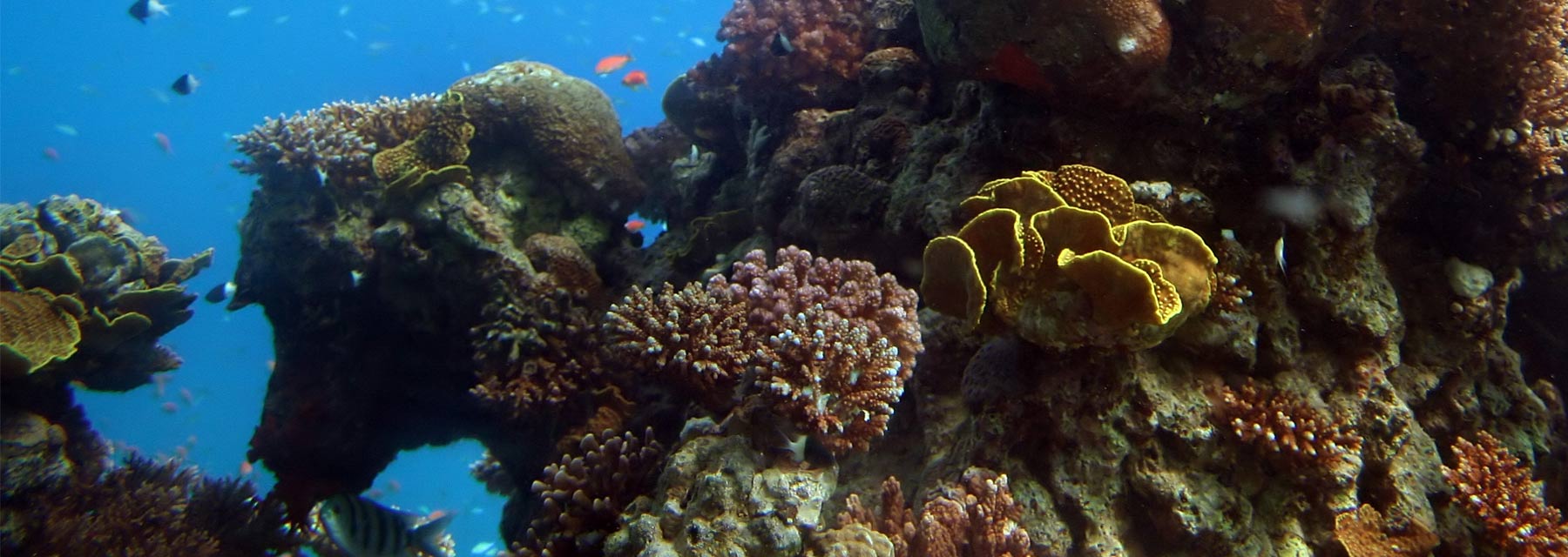 Corals on Maui MOCMI
