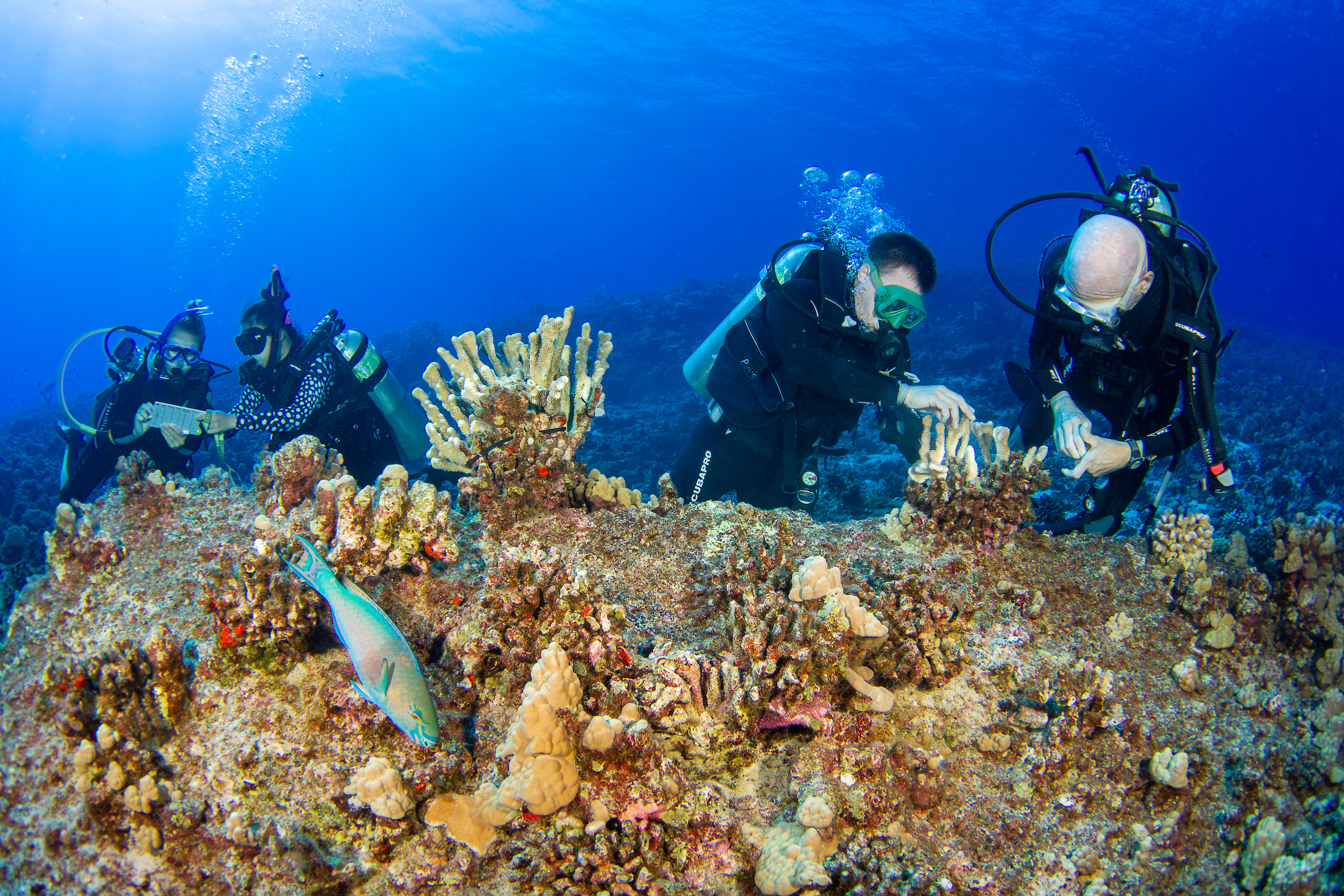 Research divers from the MOC Marine Institute glue broken coral heads back together and map out coral damage at Molokini Marine Preserve off the island of Maui, Hawaii. In the future, data from here will help to determine the health of Hawaii's reefs. All four divers are model released.