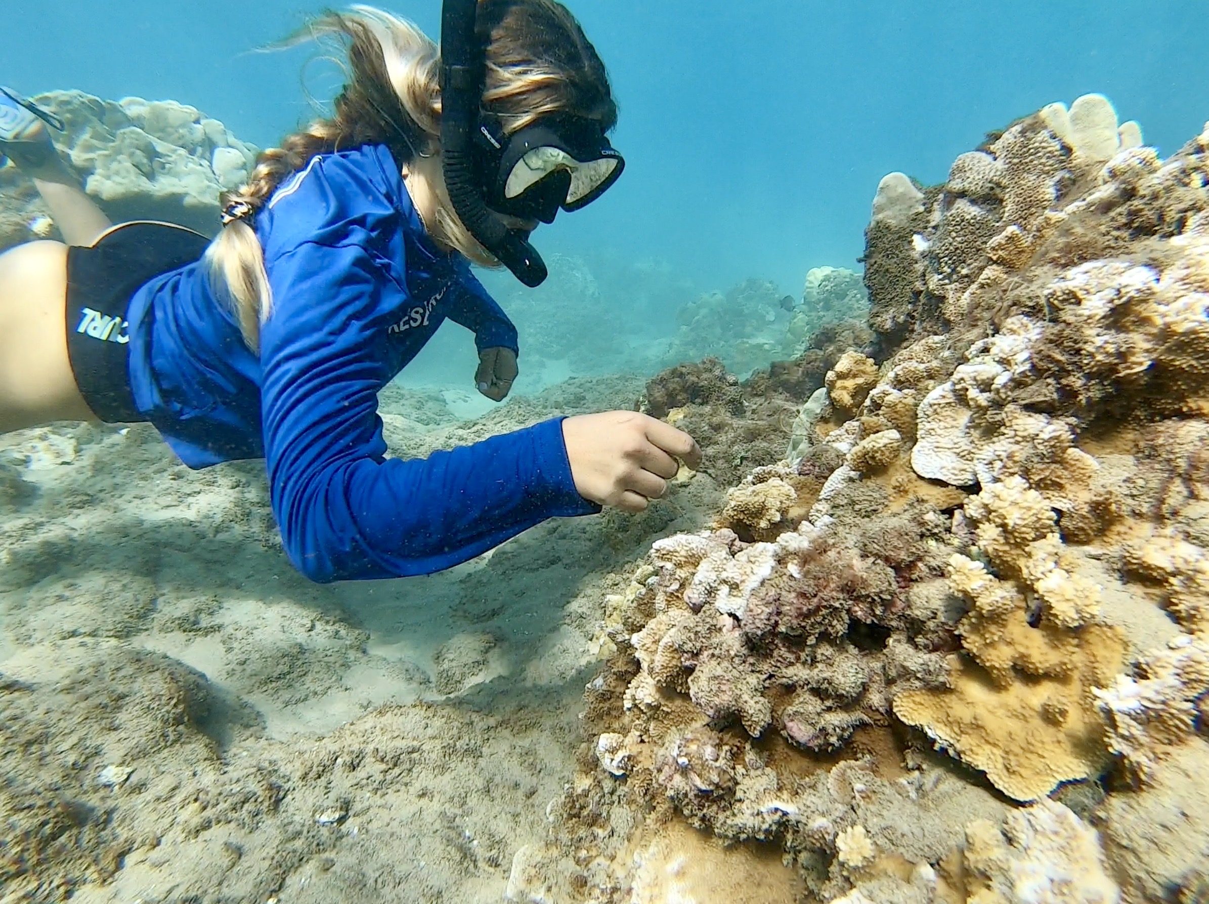 Reef Cleanup Maui Ocean Center Marine Institute Hawai'i