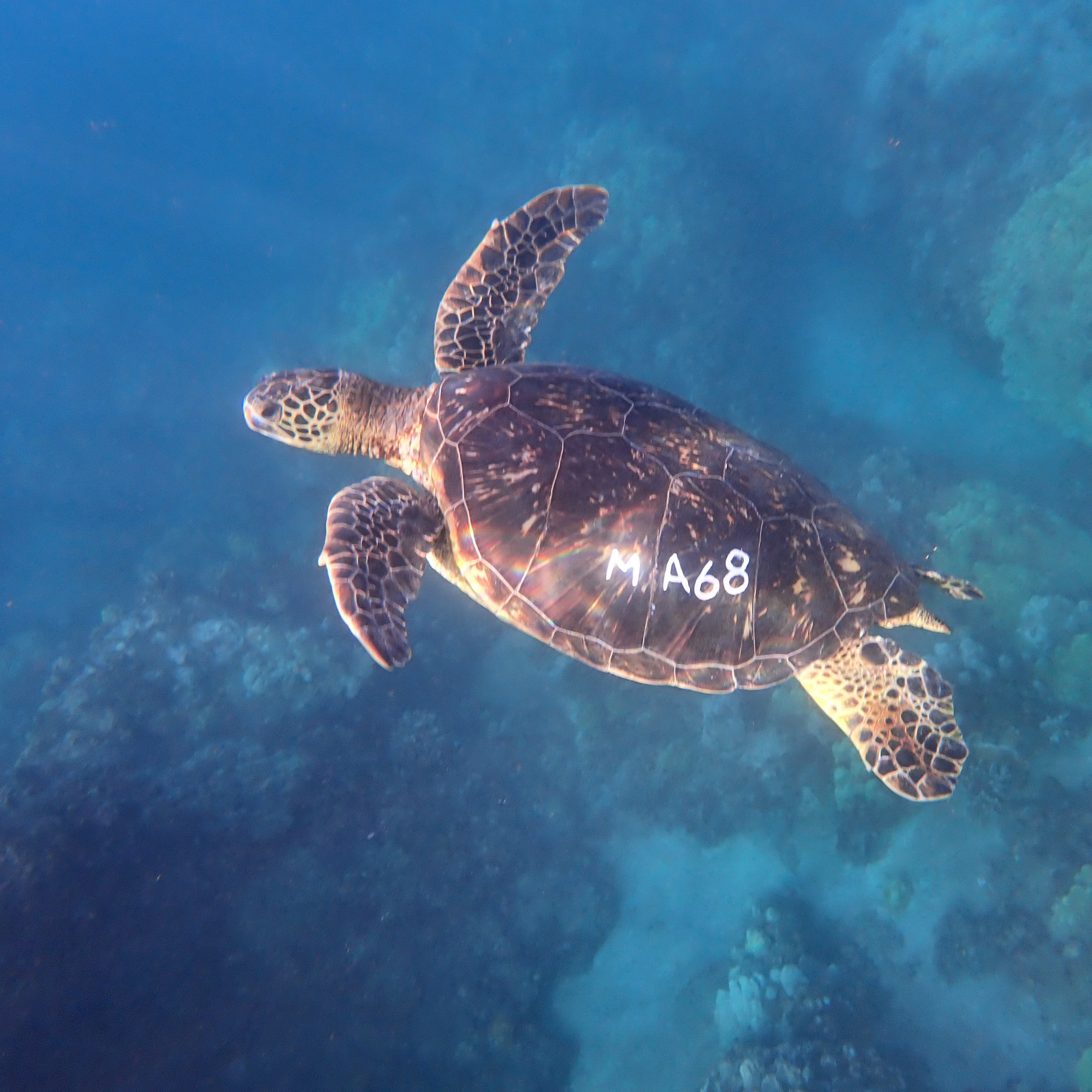 Sea Turtle Honu on Maui MOCMI MOC Marine Ocean Center