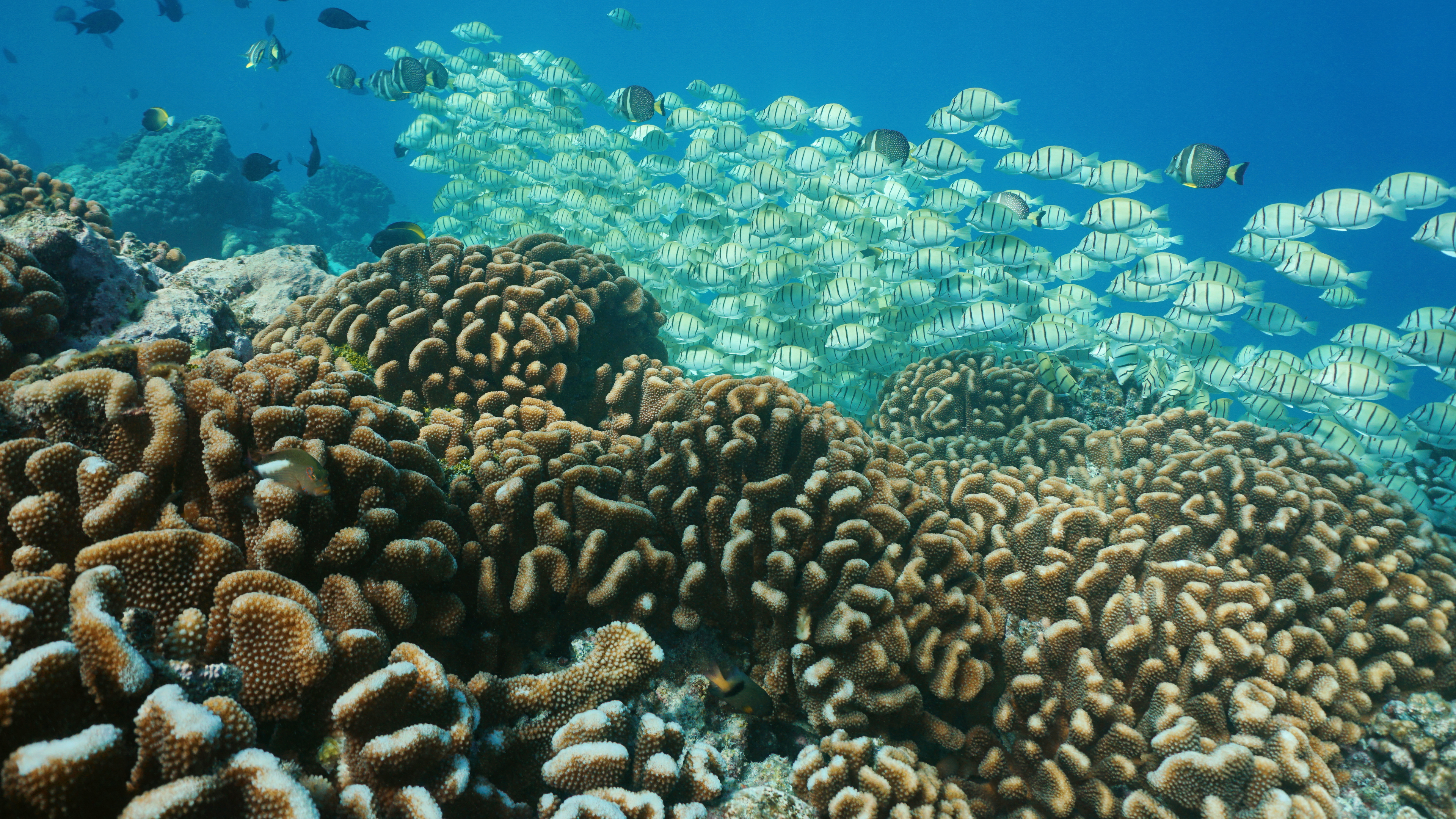 Maui Ocean Center Marine Institute MOCMI Coral Research Program