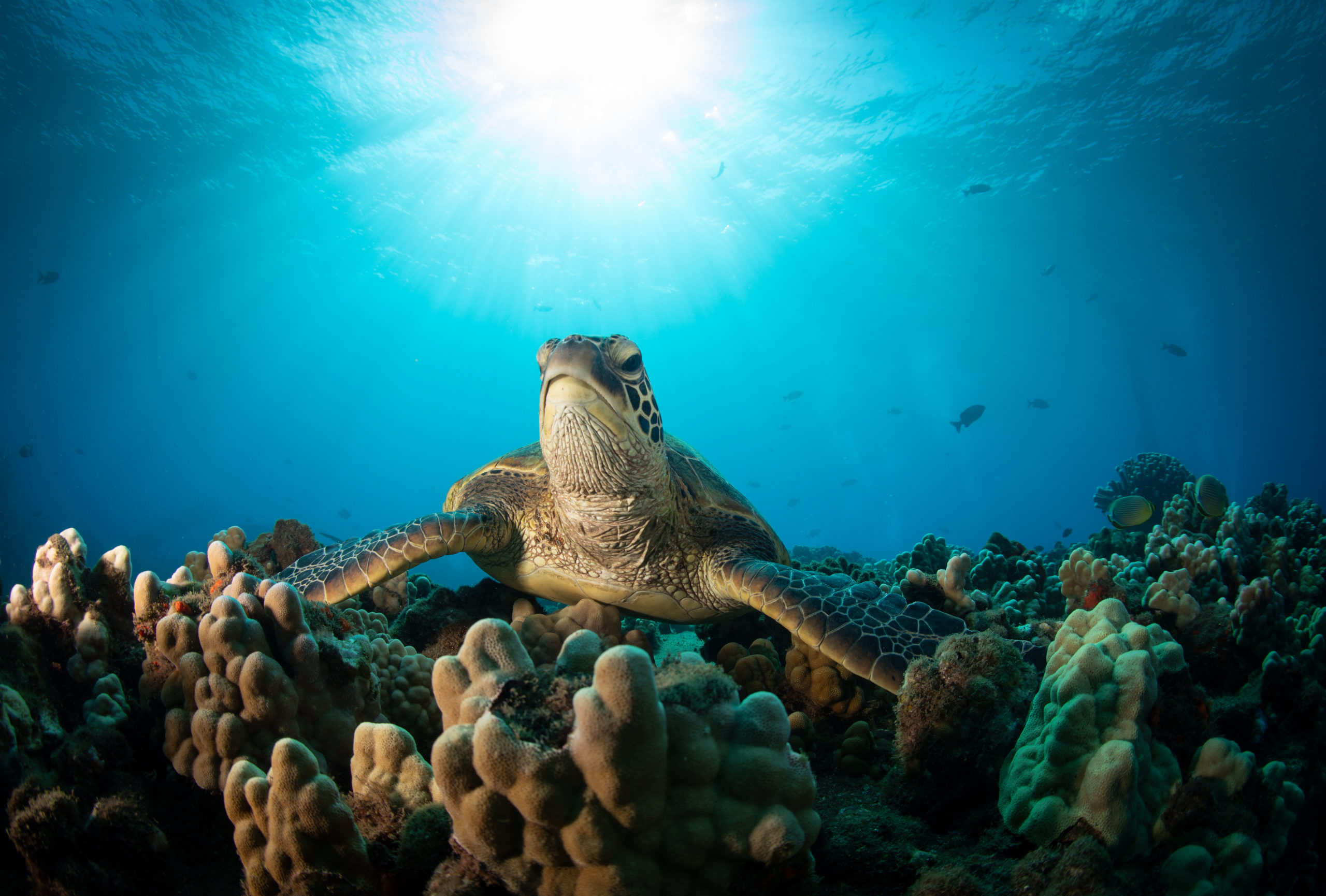 Hawaiian Green Sea turtle on a coral reef in Maui – MOC Marine Institute