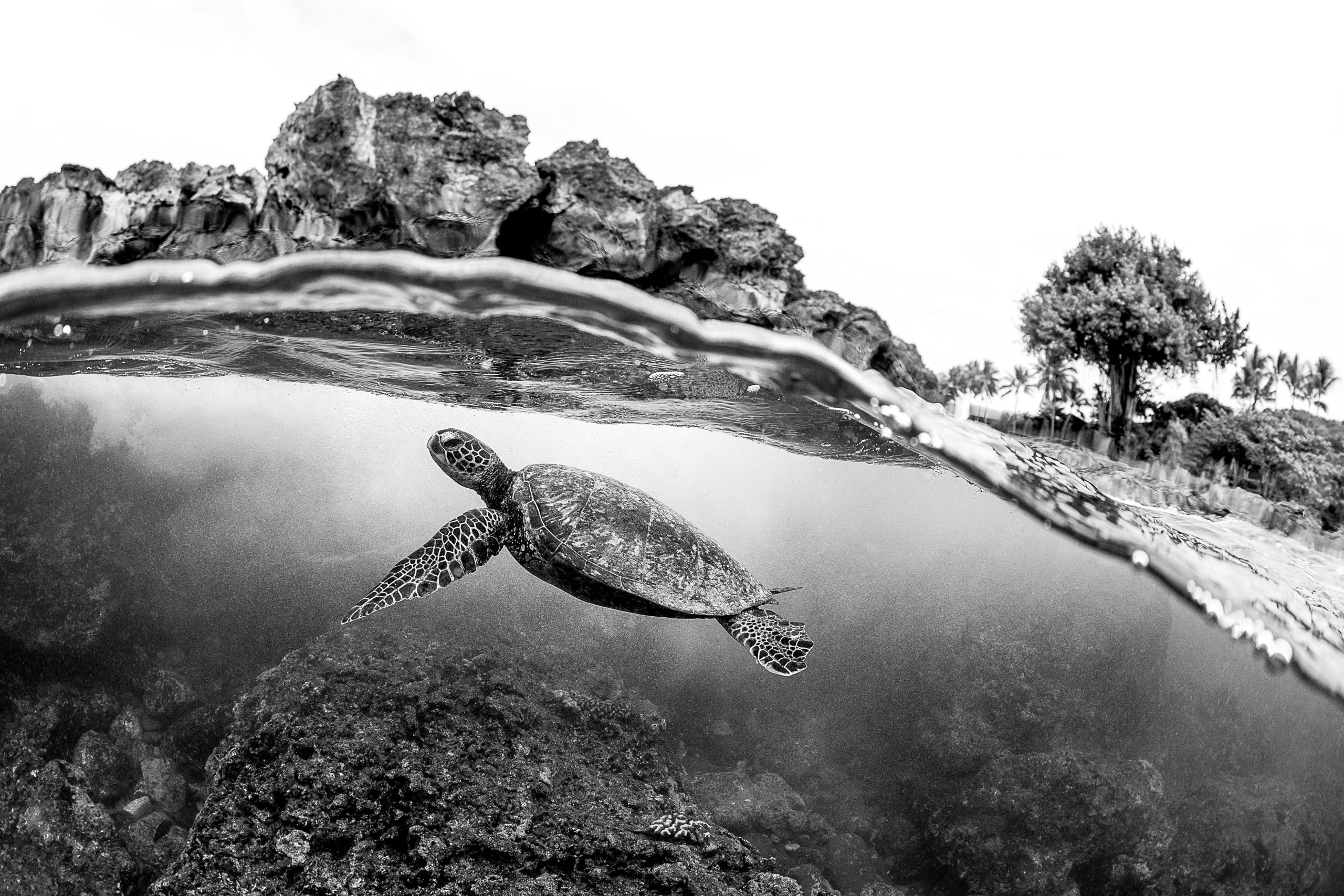 Beautiful Green sea turtle swimming in tropical island reef in hawaii, split over/underwater picture