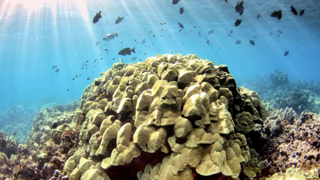 Corals in Maui MOCMI
