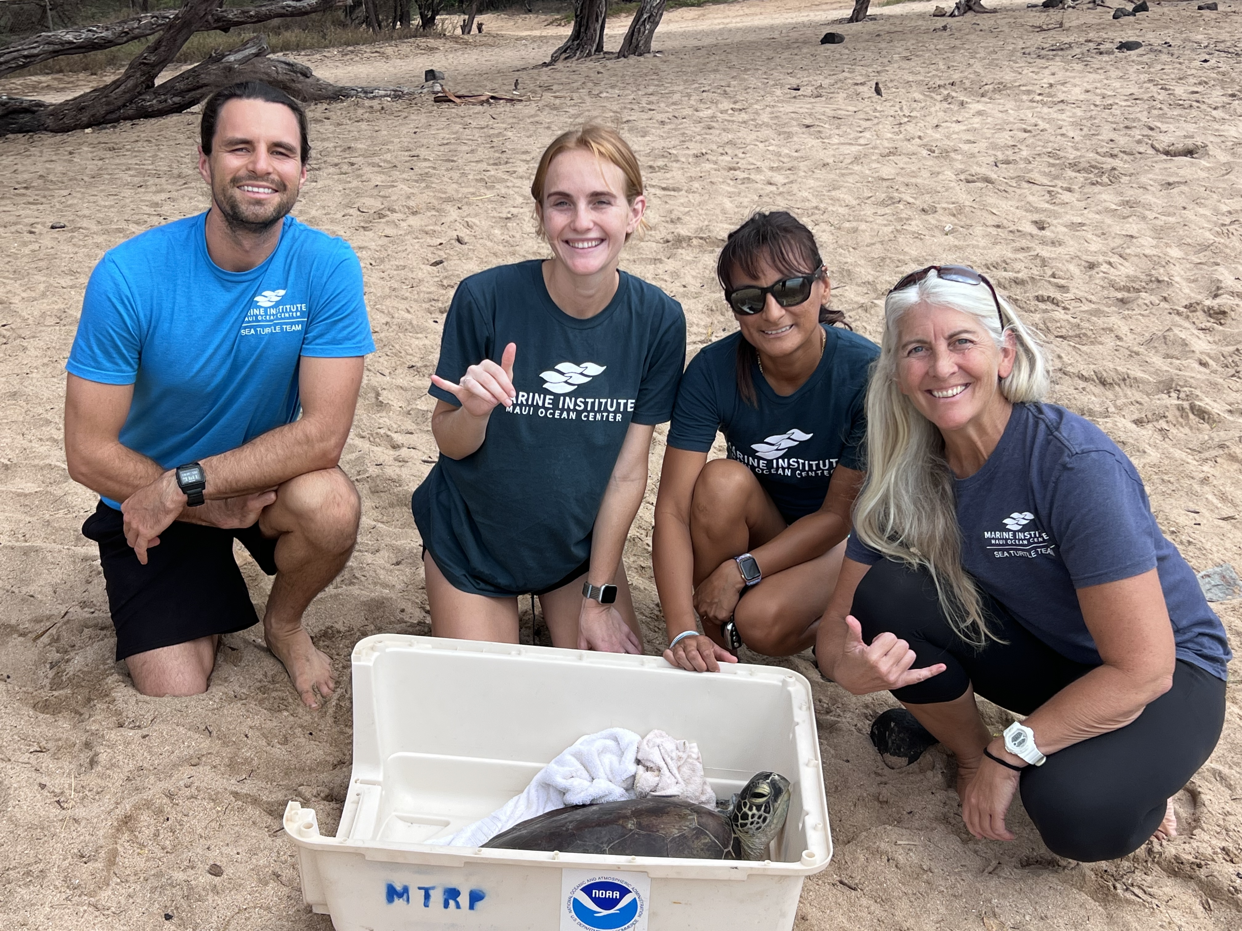 Maui Ocean Center About Marine Institute MOCMI Green Sea Turtle Stranding, Rescue and Rehabilitation Program on Maui