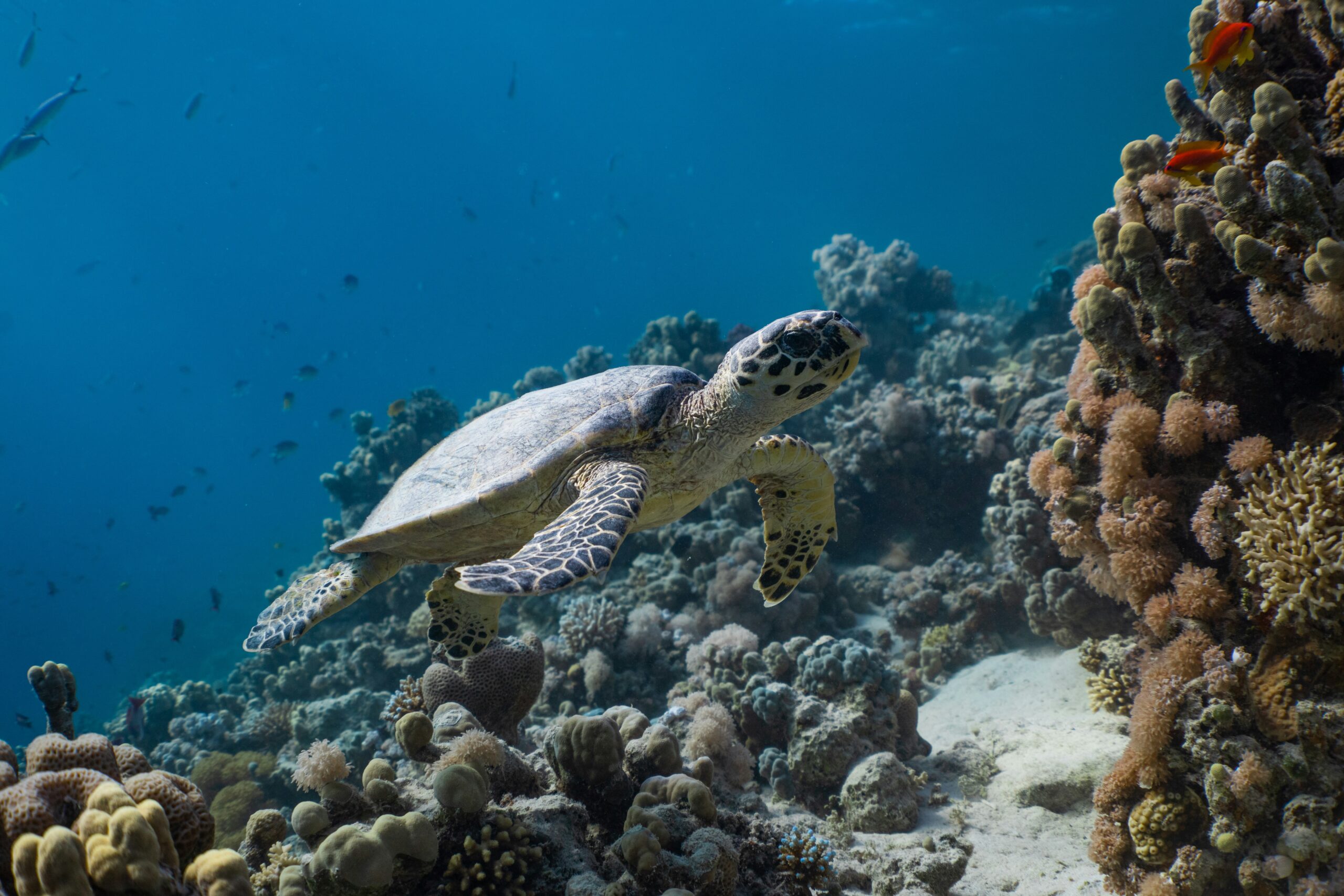 Maui Ocean Center Marine Institute MOCMI Sea Turtle Rescue and Rehabilitation Program, Coral Restoration Program