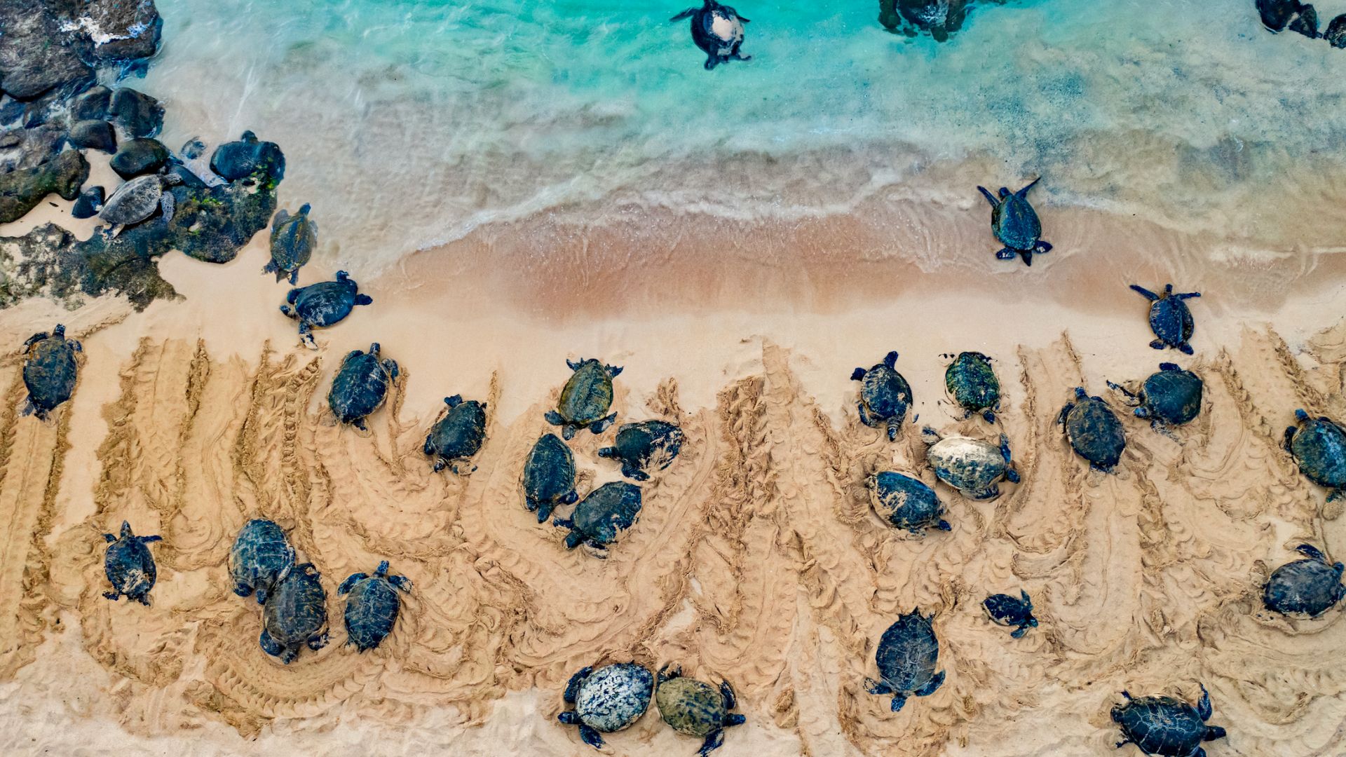 Honu Hero MOCMI Sea Turtle Rescue and release Program