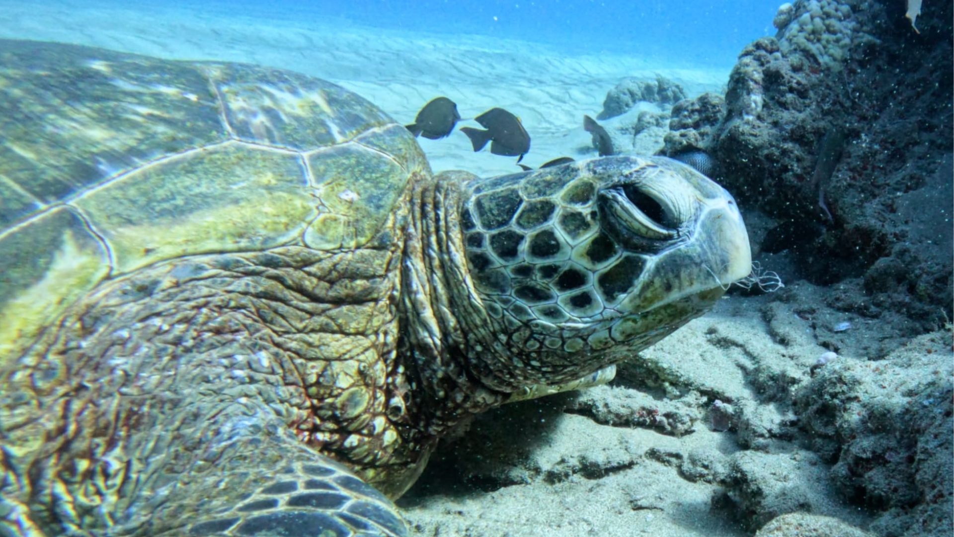 Honu Hero MOCMI Sea Turtle Rescue and release Program