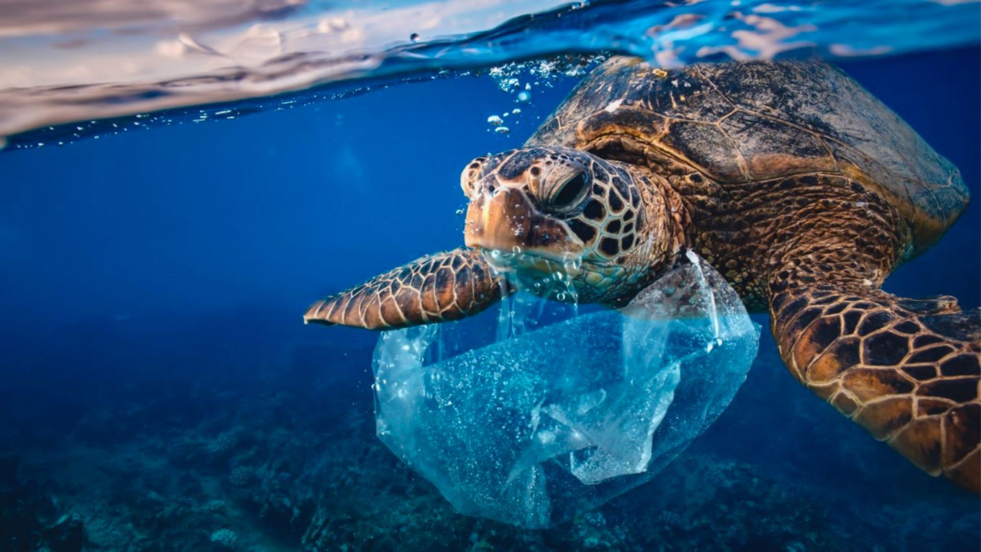 Honu Hero MOCMI Sea Turtle Rescue and release Program